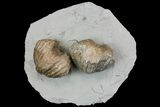 Multiple Fossil Brachiopod (Platystrophia) Plate - Kentucky #136608-1